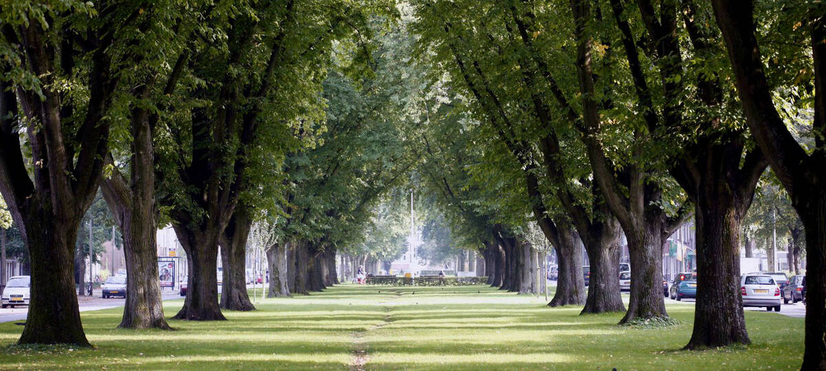 groenstrook tussen de twee rijen bomen van de As van Berlage; in de verte is de fontein zichtbaar